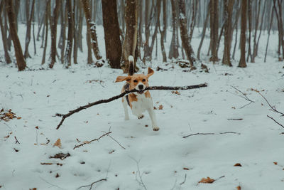 Dog running on snow covered land