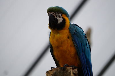 Close-up of a bird