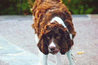 Close-up portrait of dog