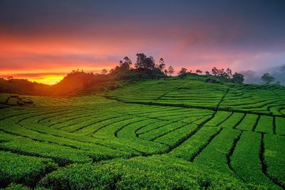 Scenic view of agricultural field against sky during sunset