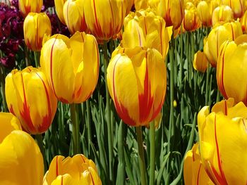 Close-up of yellow tulips