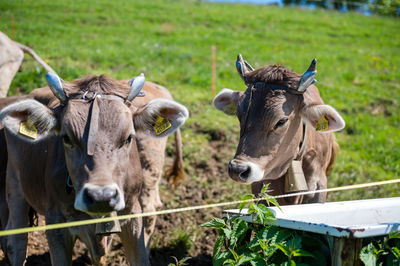 Cows around bachtel in hinwil switzerland