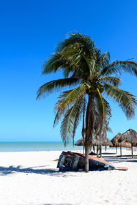 Palm trees on beach against clear blue sky