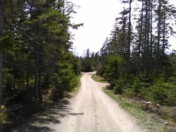 Road amidst trees in forest