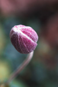 Close-up of pink flower buds