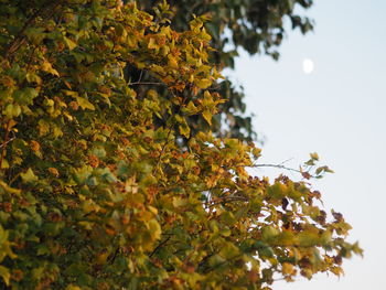 Low angle view of autumn leaves against sky