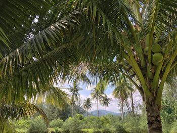 Low angle view of coconut palm tree