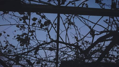 Low angle view of trees against sky