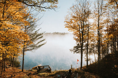 Trees in forest against sky during autumn