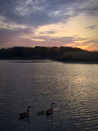 Birds flying over lake