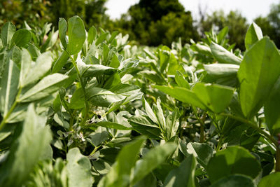 Close-up of green leaves