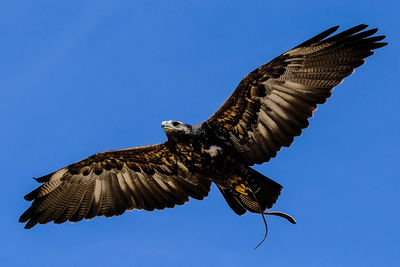 Low angle view of bird flying against blue sky