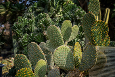 Close-up of prickly pear cactus