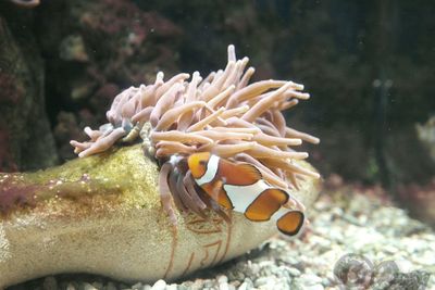 Close-up of plant against blurred background