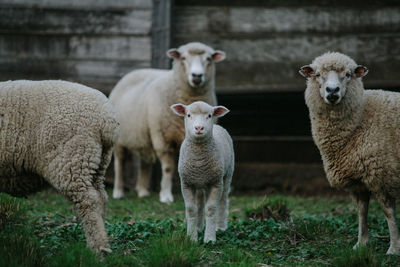 Sheep standing in a field