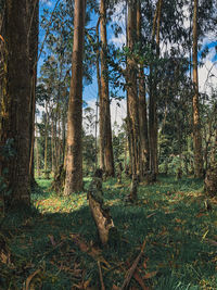 Trees growing in forest