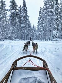 Dog on snow covered landscape during winter