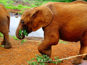 Close-up of elephant on field