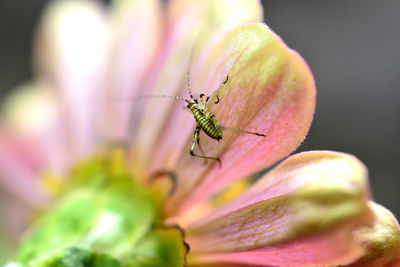 Close-up of butterfly pollinating on pink flower