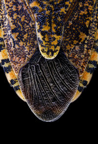 Close-up of butterfly