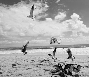 Low angle view of seagulls flying over beach against sky