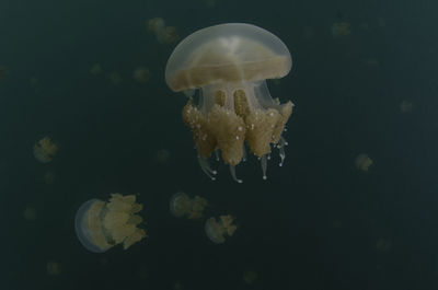 Close-up of jellyfish swimming in sea