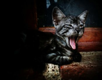 Close-up of cat yawning