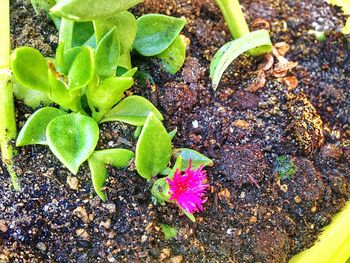 High angle view of plants