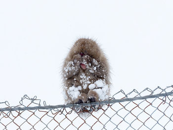 Low angle view of monkey on fence against sky