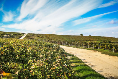 Crops growing on field against sky