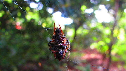 Close-up of insect