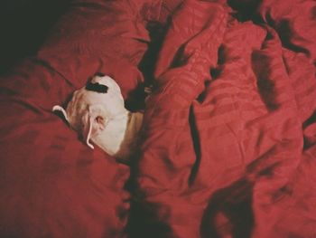 High angle view of cat sleeping on bed