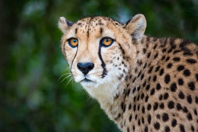 Close-up of cheetah