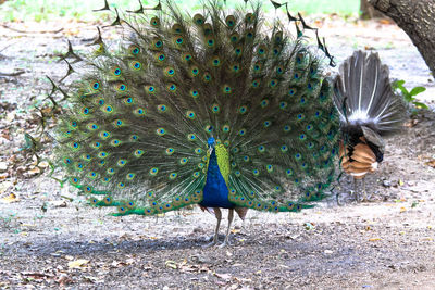 Full length of a peacock