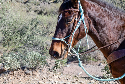 Horse standing on field