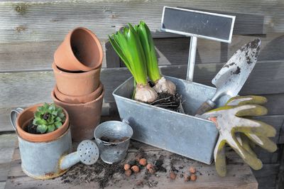 Flower bulbs and plant for potted in metal can and terra cotta flowerpots with garden equipmenton