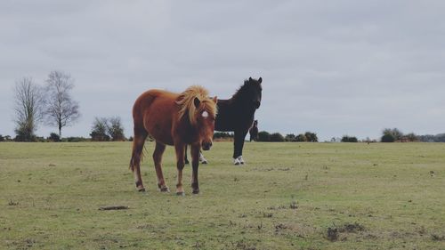 Horse grazing on field against sky