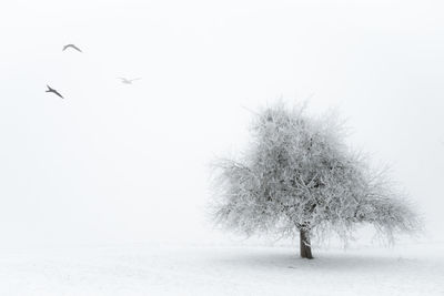 Bare tree on snowy field against clear sky