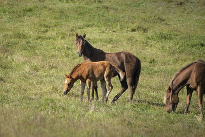 Horses on a field