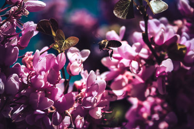 Close-up of insect on pink flowering plant