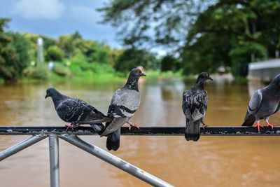 Close-up of birds perching on tree