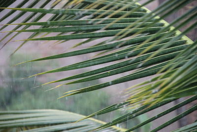 Close-up of palm leaf