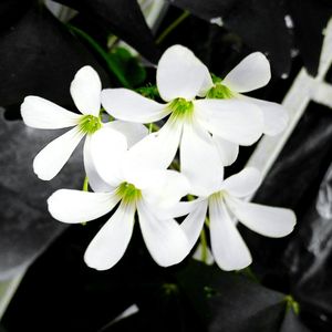 Close-up of white flowers blooming outdoors