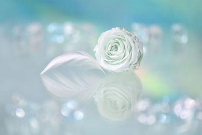 Close-up of white rose against blurred background