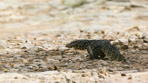 Close-up of a lizard on rock