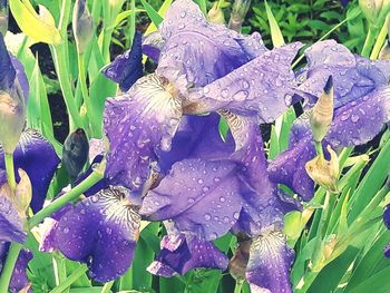 Close-up of wet purple flowers