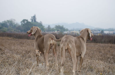 Weimaraners standing on field against sky