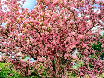 Low angle view of pink flowers blooming on tree