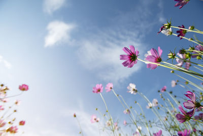 Colorful cosmos flowers on white background