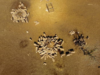 High angle view of crab on sand